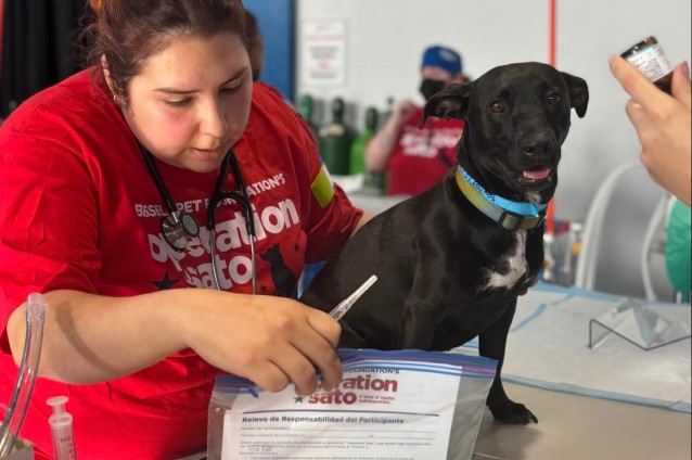 A Sato volunteer attending to a cute black dog